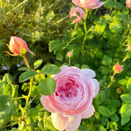 Des Bains 3* ミラノ・マリッティマ