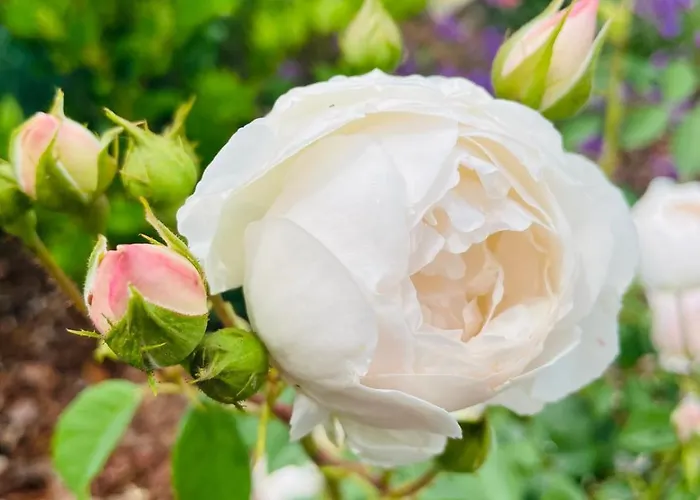 Des Bains Hotel B&B 3*