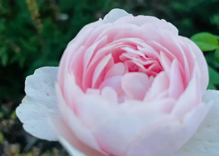 فندق Des Bains ميلانو ماريتيما